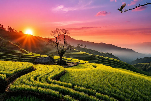 Golden Hour Rice Terraces