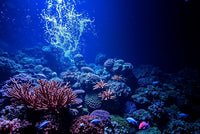 Vibrant Coral Kingdom Jigsaw Puzzle