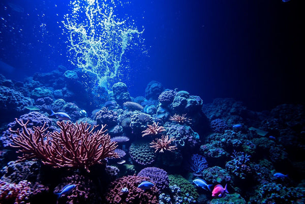 Vibrant Coral Kingdom Jigsaw Puzzle
