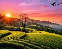 Golden Hour Rice Terraces