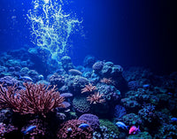 Vibrant Coral Kingdom Jigsaw Puzzle