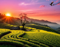 Golden Hour Rice Terraces