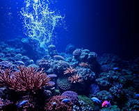 Vibrant Coral Kingdom Jigsaw Puzzle